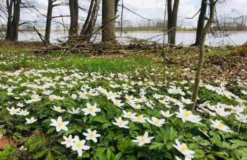 Ferienwohnung in Schmargendorf bei Angermünde - Foto 13