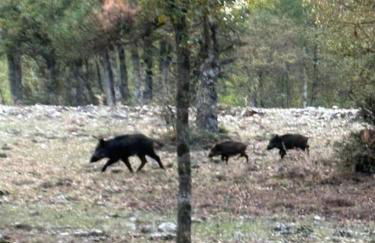 La Guijarroseña , Rio Madera - Foto 46