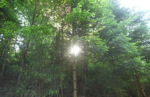 Quellenhof Kollnburg - Foto 6