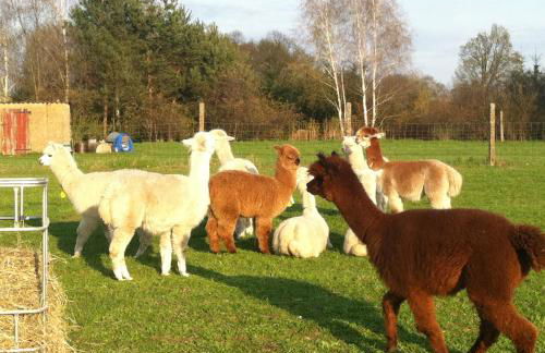 Ferienwohnungen Dirk Laurisch - Foto 50