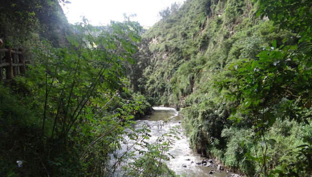 Vegetación de la zona