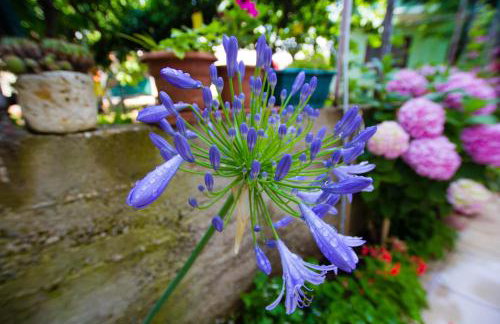 Apartments Bartul - Foto 15