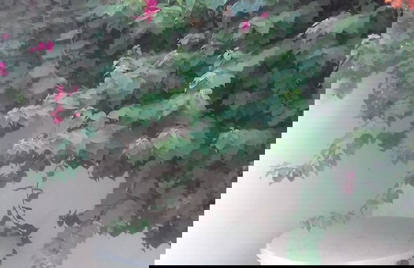 Complexe El Nahda 2 - Foto 17