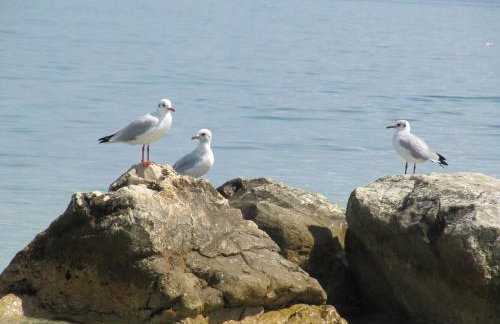 Apartman Antea - Foto 36