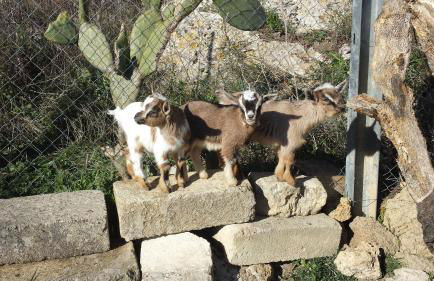 Agriturismo PETRA LUCANA - Photo 48