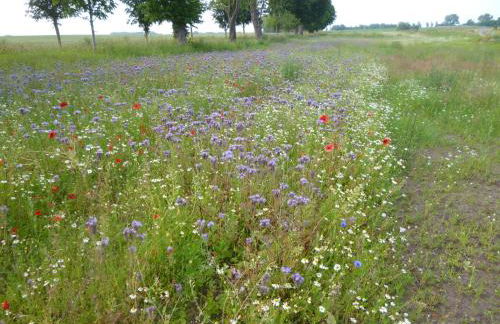 Ostsee-Wellnesslandhaus mit Sauna, Jacuzzi, Innenwhirlpool - Foto 9