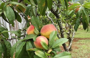 Quinta da Boa Vista São Chico - Foto 77