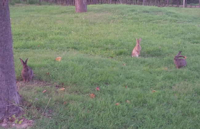 Soncne Terase - Foto 71