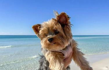 Pelican Walk 902 - Foto 28