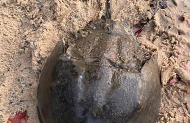 Fabulous Beach House on Elliott Island -beautiful sandy beach, tranquil 6 acres - Foto 54