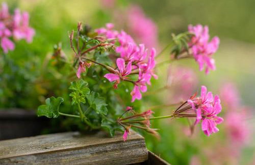 Ferienwohnung Haus Inge - Foto 20