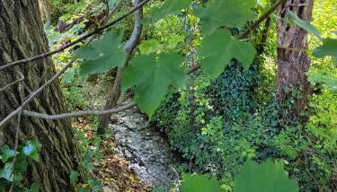 Le frais ruisseau - Photo 2