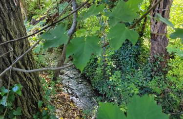 Le frais ruisseau - Photo 2