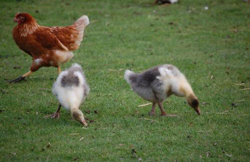 Bungalow auf Ferienhof Janssen - Photo 18
