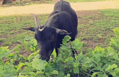 Heidehof Kuppendorf - Foto 32