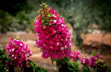 Finca Sonrisa - Photo 38