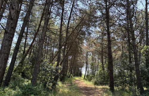 Il nido di Spina - Foto 11