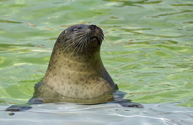 Holiday Home on Texel With Stunning Views - Foto 30