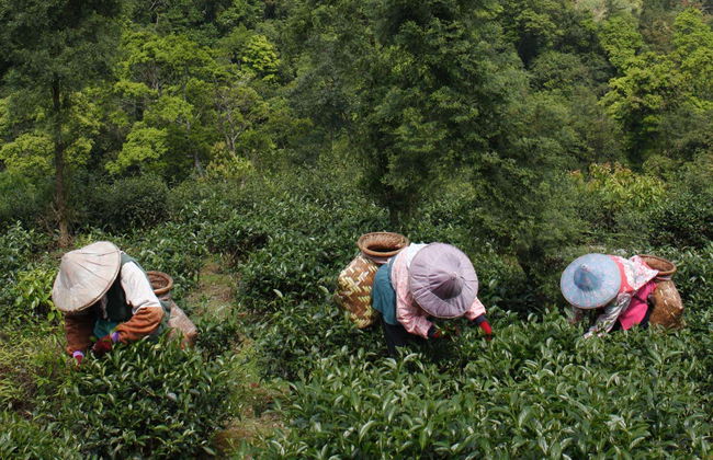 Tour del té por Pinglin - Foto 3