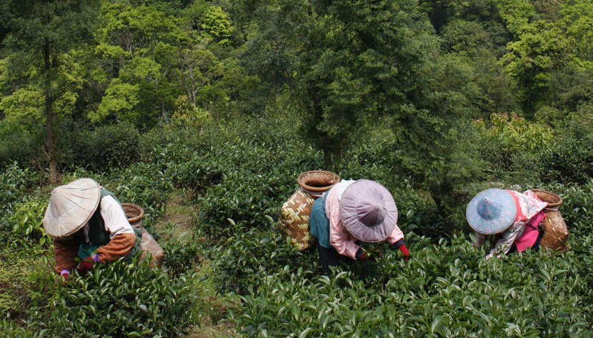Tour del té por Pinglin - Foto 3, Plantación de té
