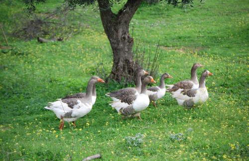 Herdade do Monte Outeiro - Turismo Rural - Foto 16