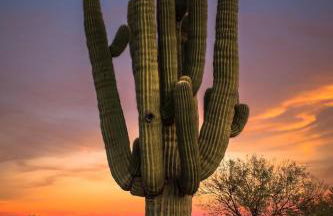 Rio Rancho Verde Two Bedroom Suite - Foto 28