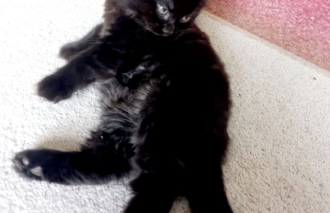 Luxurious Entire Studio in Axminster Suitable for - Foto 13