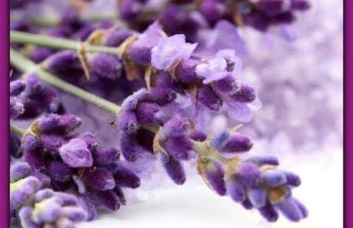 Guesthouse Mala Luce Stobreč - Foto 19