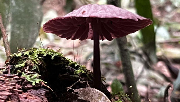 Mushroom species in Barbas Bremen