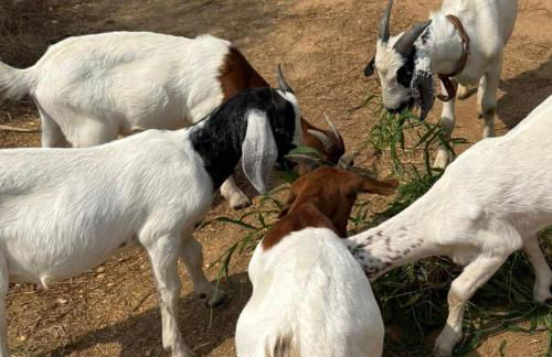 Retiro dos Cedros - Quarto Adega - Foto 47