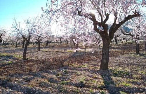 Cortijo La Estrella - Photo 13