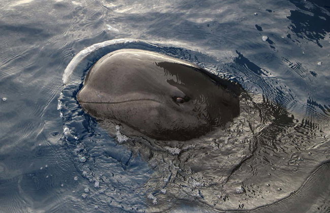 Avistamiento de delfines y ballenas en catamarán - Foto 2