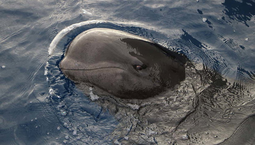 Avistamiento de delfines y ballenas en catamarán - Foto 2, Un delfín saludando