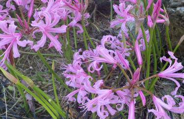 Entire house with Four Bedrooms, Hot Tub, BBQ, Private Backyard, FREE WiFi and Parking, near Seattle, EV - Foto 19