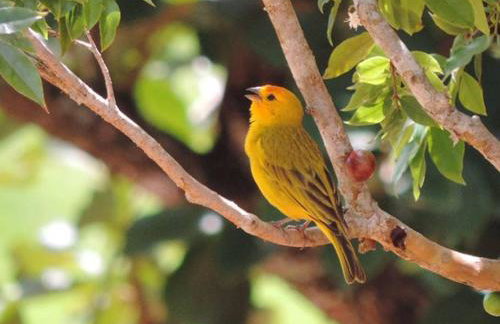 Chácara Verzani - Foto 77