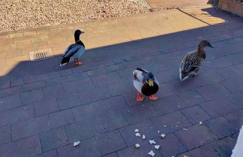 The Old Smiddy Cottage and Apartment - Foto 21