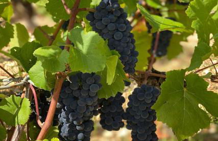 Le Richebourg - Charmant T2 Cosy, tout confort - Foto 44