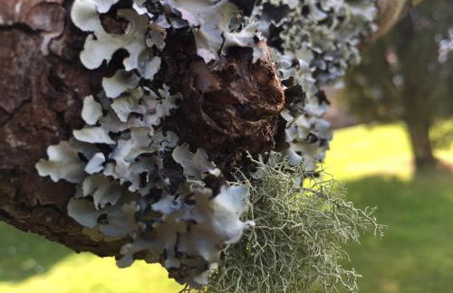 Quinta das Mineirinhas - Foto 15