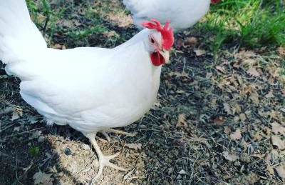 Agriturismo Etico Le Grazie - Foto 50