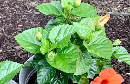 Sai Villa on Maurice River - Foto 22