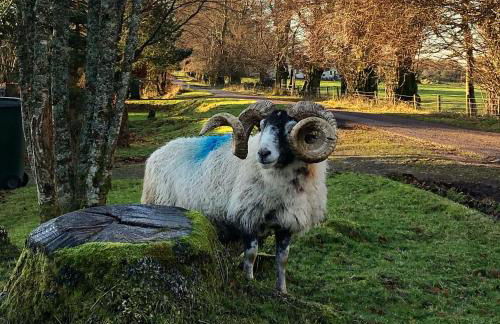 Croft 11 Clovullin - Photo 43