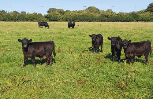 Cuckoo's Nest - Foto 17