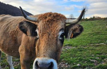 Le Saint-Jean - Foto 27