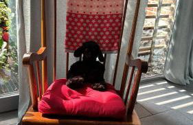 Schwarzes Schaf - Foto 34