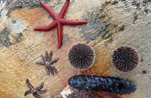 Luxury Beachfront Villa Carlisa - Photo 15