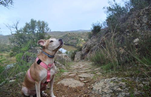 HuesPet&You - Foto 7