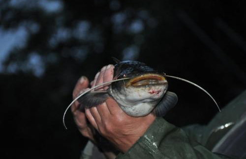 Noclegi & Przystań Marina - Agrokeya Chorzępowo - Foto 22