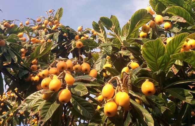 Zagara di Sicilia - Foto 47