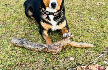 Bio-Ferienhof Köpf - Foto 26