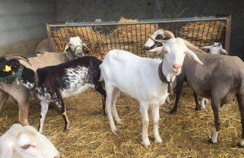 farmhouse in Sierra de los Filabres for 6 ppl - Foto 13